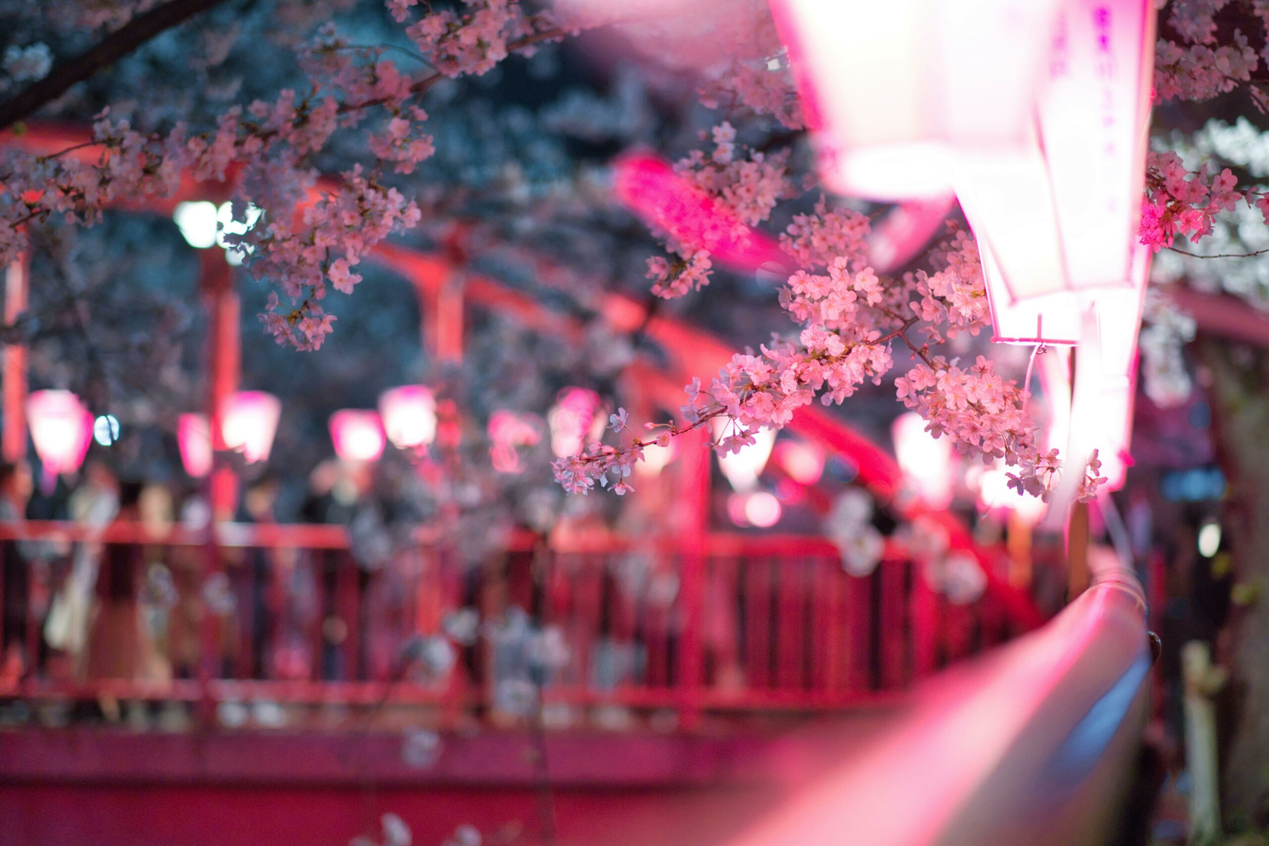 Beautiful night view of cherry blossoms in Tokyo with pink lanterns, capturing the essence of spring.